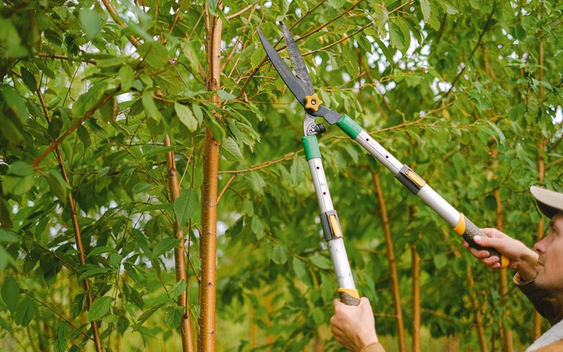 Tree trimming in Four Lakes, WA