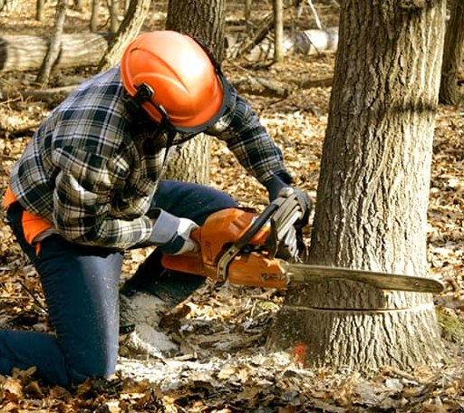 Tree Removal in Four Lakes, WA